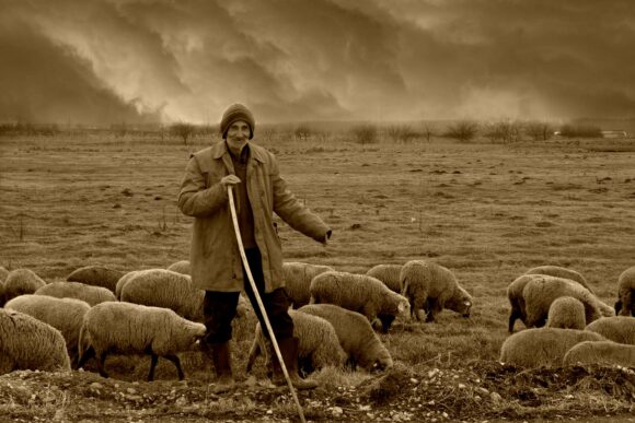 Lessons from the Shepherd
